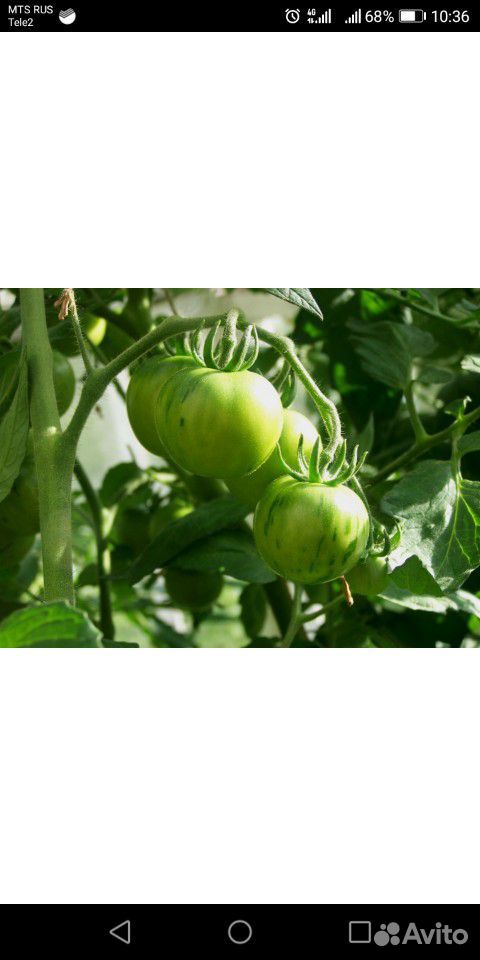 Зелёный помидор купить на Зозу.ру - фотография № 1