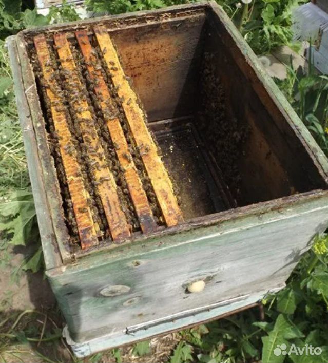 Пчелиный отводок купить на Зозу.ру - фотография № 1