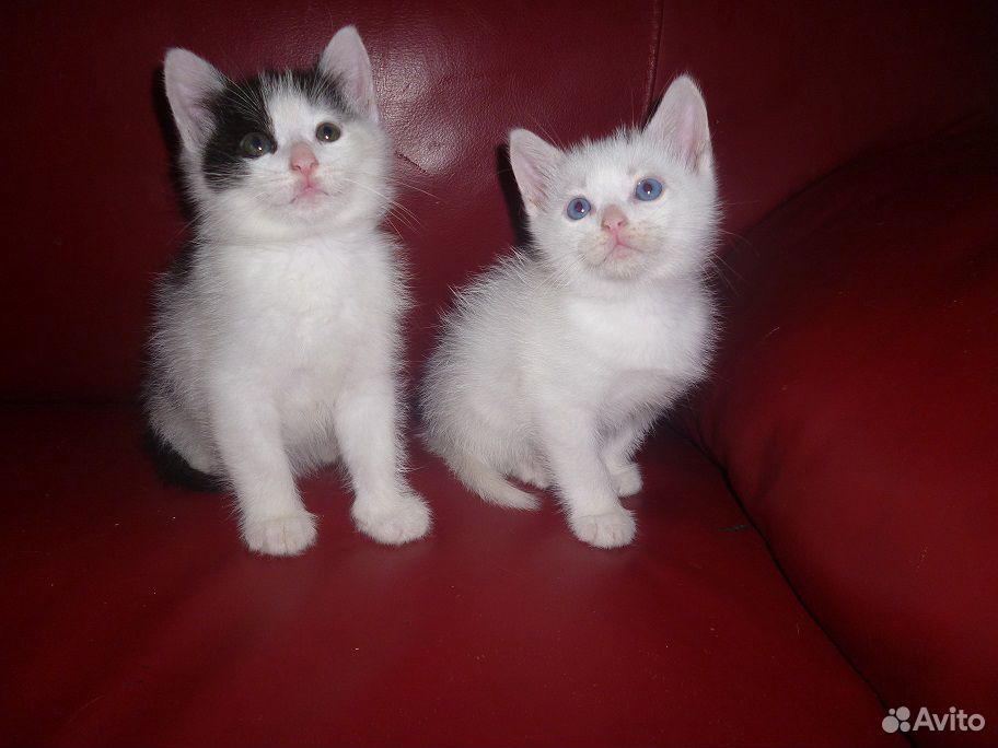 Голубоглазый и черно-белый котята купить на Зозу.ру - фотография № 2