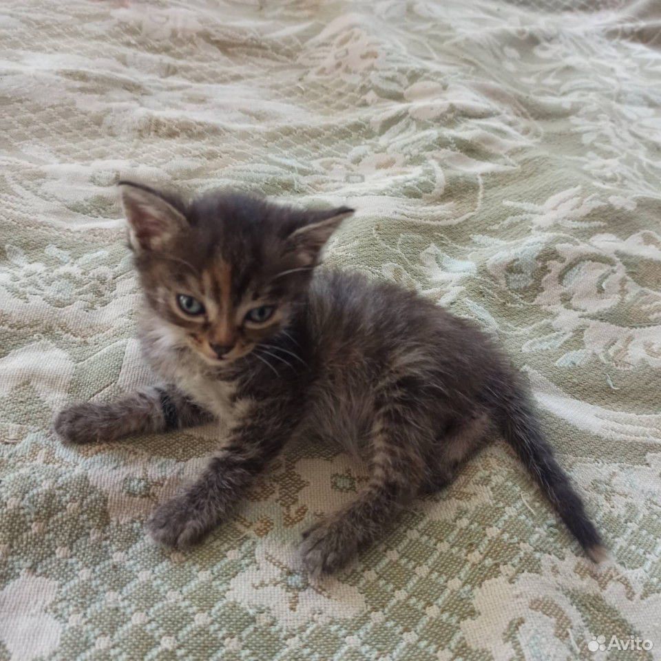 Котята девочки 1.5 месяца купить на Зозу.ру - фотография № 1