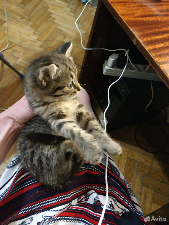 Необычный котенок обычного окраса купить на Зозу.ру - фотография № 2