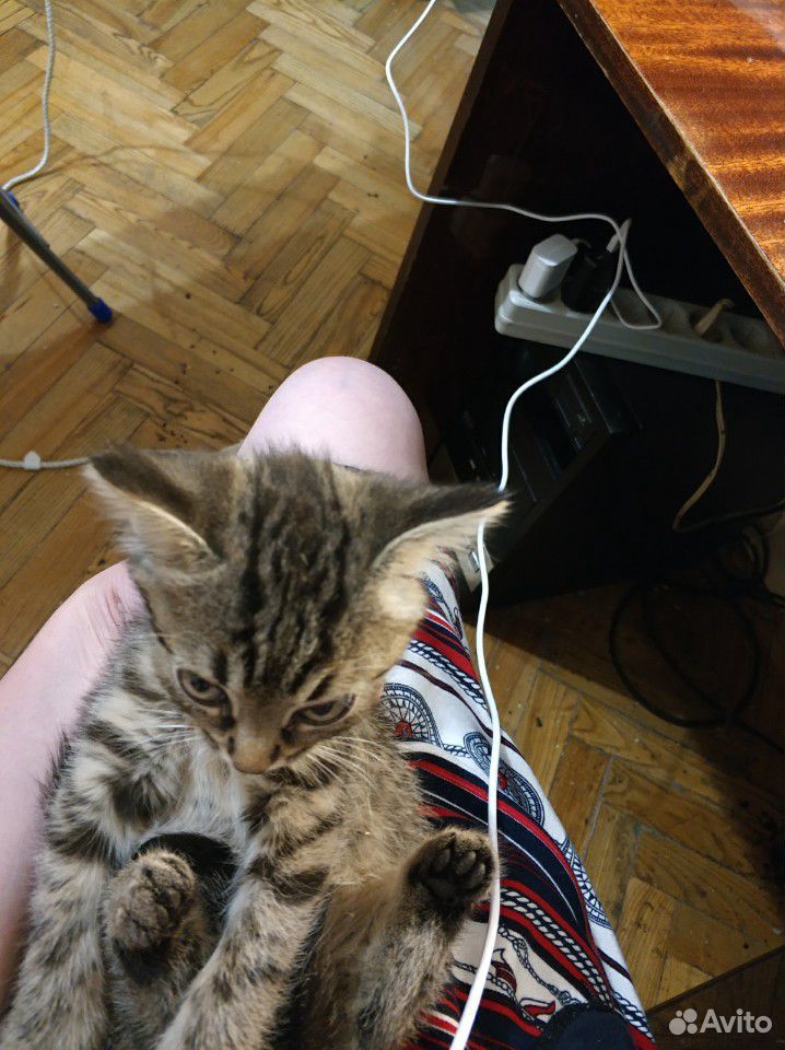 Необычный котенок обычного окраса купить на Зозу.ру - фотография № 3