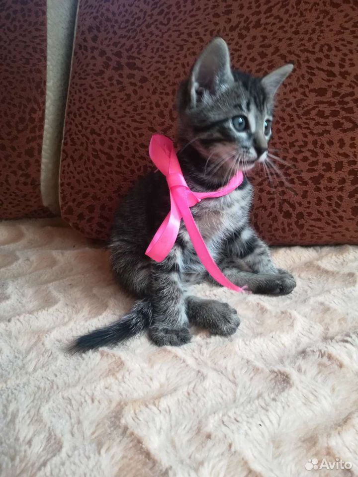 Чудесный котенок купить на Зозу.ру - фотография № 5