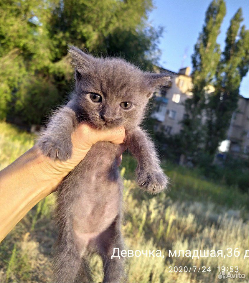 Котята 1м. в добрые руки,2 девочки,1 мальчик купить на Зозу.ру - фотография № 4