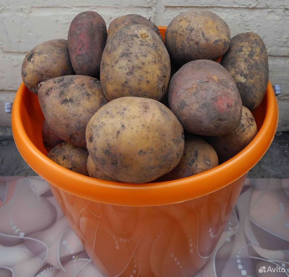 Картофель, картошка купить на Зозу.ру - фотография № 1