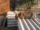 Кролики племенные объявление продам