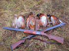 Охота на фазана в Ломоносовском районе объявление продам