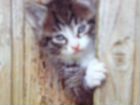 Плюшевый котенок - девочка в хорошие руки объявление продам