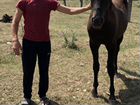 Лошадь продается с хозяином объявление продам