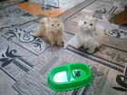 Котята 5 месяцев, персидская порода объявление продам
