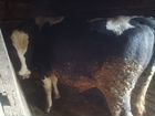 Продается корова яловая и бык объявление продам