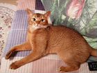 Абиссинский кот Ставрополь объявление продам