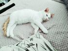 Сингапур котенок объявление продам
