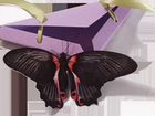 Живые бабочки в подарок объявление продам