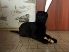 Алиментный щенок чёрной немецкой овчарки объявление продам