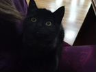Шотландская прямоухая кошка объявление продам