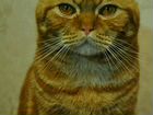 Вязка. Шотландский вислоухий кот ищет невест объявление продам