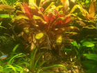 Живые аквариумные растения объявление продам