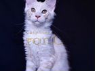Котенок породы Мейн-кун объявление продам