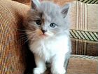 Котёнкины от британской кошечки и неизвестного пап объявление продам