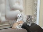 Отдам малышей (рыженький и серенький) оба котика объявление продам