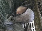 Кролики Полтавское серебро объявление продам