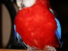 Ожереловый попугай и розелла объявление продам