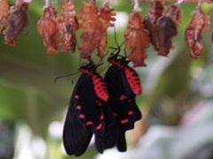 Живые тропические бабочки Pachliopta kotzebuea