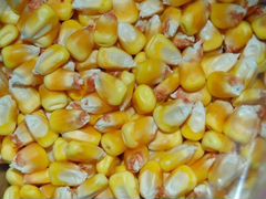 Кукуруза зерновая оптом и в розницу