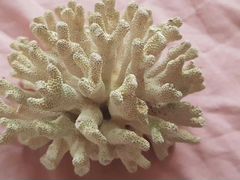 Коралл белый натуральный