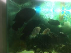 Рыбки цихлиды Акара