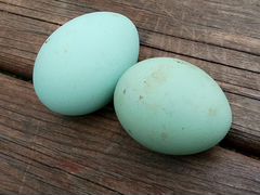 Инкубационное яйцо породы Араукана