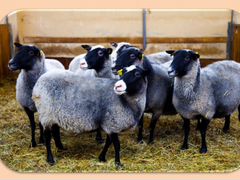Овцематки, ярки, барашки ягнята Романовской породы