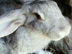 Кролики порода шиншила