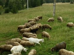 Овцы, молодой козлик
