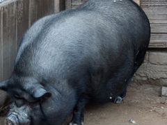 Вьетнамский свиней