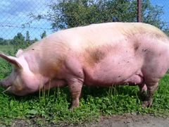 Свиньи домашние живым весом