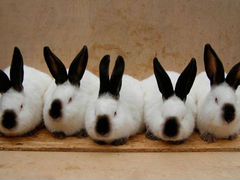 Кроликов живьем. порода калифорния