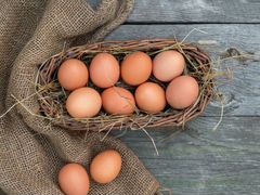 Яйца инкубационные «Брама»