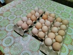 Куринные Яйца на инкубацию,куры цветные домашние