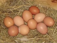 Цыплята, инкубационное яйцо