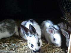 Продаются крольчихи с кроликами