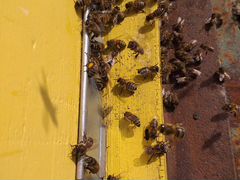Пчеолопакеты и семьи