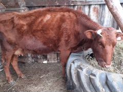 Продам дойную корову с теленком(бычок, 1 месяц)