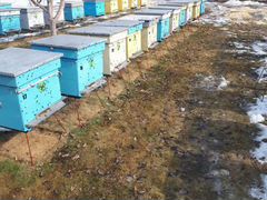 Продам пчелосемьи с дадановскими 12-рамочными улья