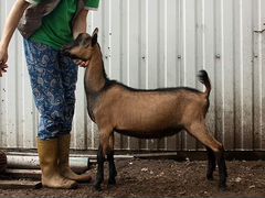 Чешская коза -козлята 100