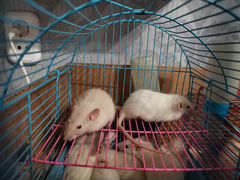 Крысята сиамские
