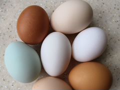 Инкубационное яйцо от помесных курочек