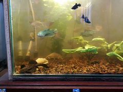 Аквариумные рыбки с аквариумом