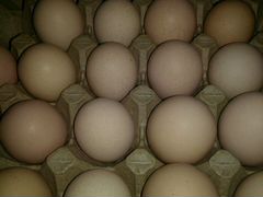 Яйца инкубационные орпингтона